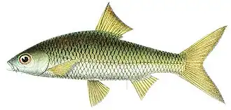 Mystacoleucus padangensis