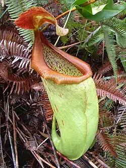 Nepenthes insignis op Nieuw-Guinea
