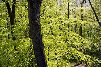 Beukenbos in Nationaal Park Hainich.