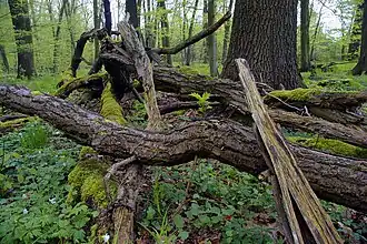 Bosbodem in werelderfgoedgebied Hainich.