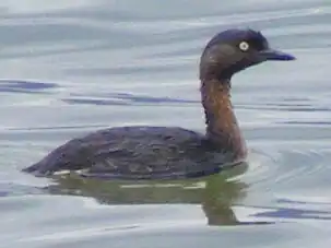 Nieuw-Zeelandse fuut