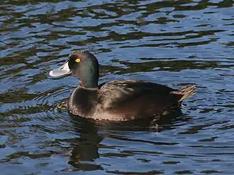 Nieuw-Zeelandse topper