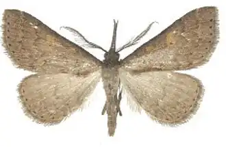 Naarda egrettoides