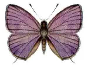 Nacaduba berenice