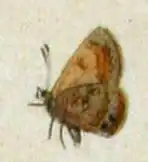 Nacaduba biocellata