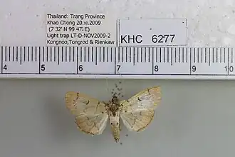 Nacoleia insolitalis