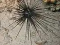 Diadema paucispinum.
