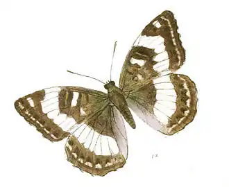 Limenitis trivena