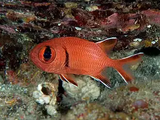 Myripristis kochiensis