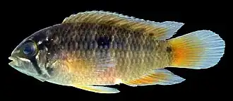 Nannacara bimaculata