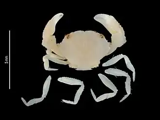 Nanocassiope tridentata