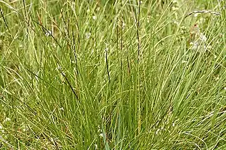 Borstelgras