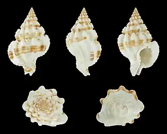 Nassaria amboynensis