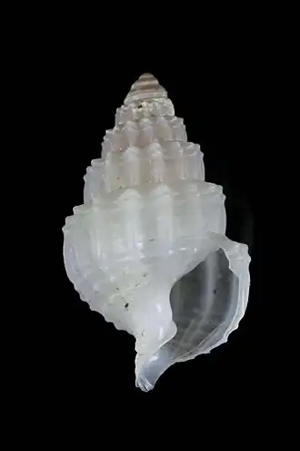 Nassarius babylonicus