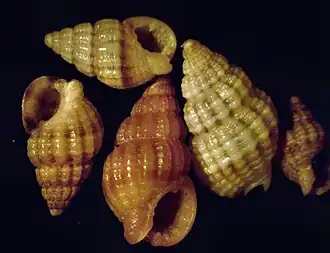 Reticunassa compacta