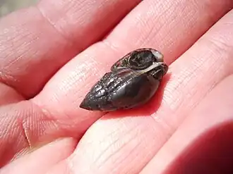 Grofgeribde fuikhoren