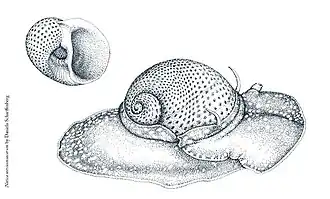 Natica stercusmuscarum