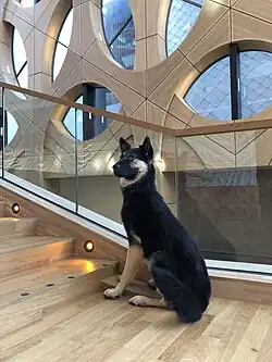 Opgezette zwarte Duitse herder op de trap van Museum Naturalis, Leiden, 2019