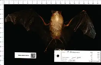 Hipposideros papua
