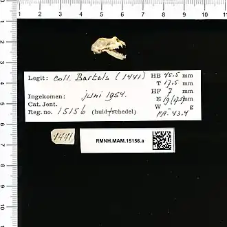 Rhinolophus celebensis