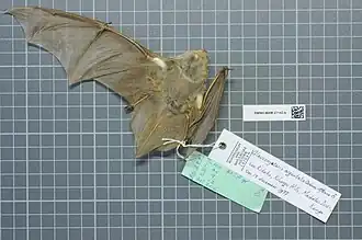 Glauconycteris argentata