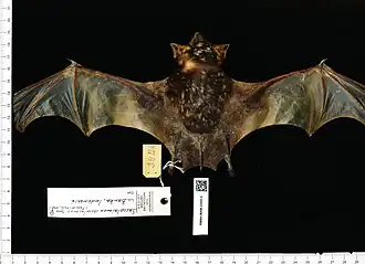 Saccolaimus saccolaimus