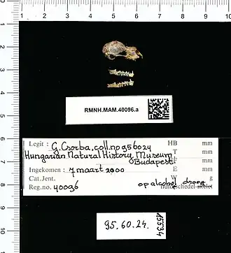 Rhinolophus marshalli