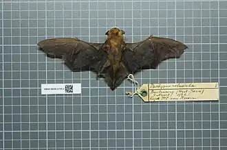 Tylonycteris robustula