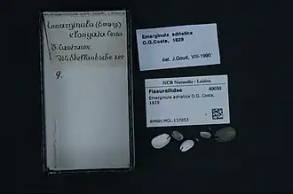 Emarginula adriatica