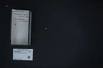 Doorschijnend spiraalhorentje