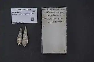 Cerithium matukense