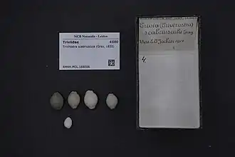 Trivirostra scabriuscula