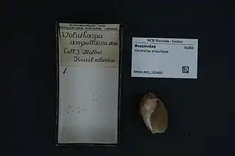 Volutharpa ampullacea
