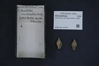 Columbella rusticoides