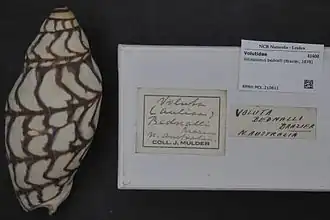 Volutoconus bednalli