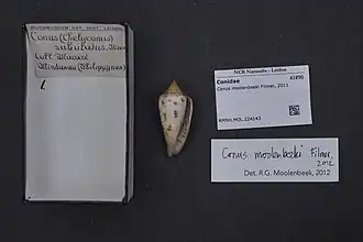 Conus moolenbeeki