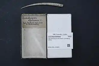 Laevidentalium eburneum