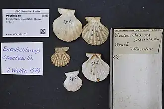 Excellichlamys spectabilis