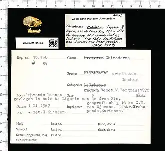 Chiroderma trinitatum