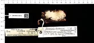 Rhinolophus bocharicus