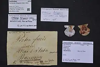 Flexopecten felipponei