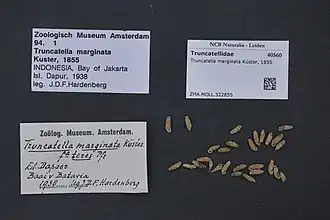 Truncatella marginata