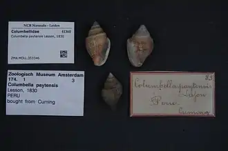 Columbella paytensis