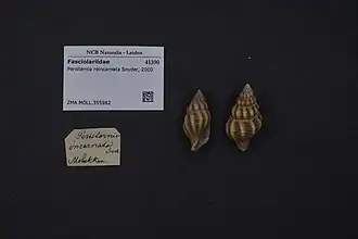 Peristernia reincarnata