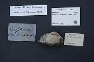 Anadara cymbaeformis