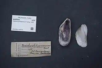 Modiolus philippinarum