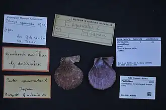 Azumapecten farreri