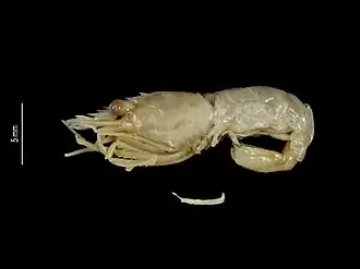 Nauticaris magellanica