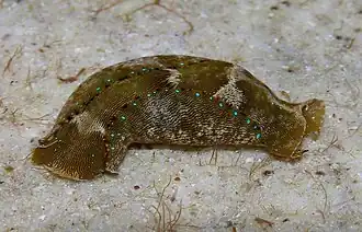 Navanax aenigmaticus