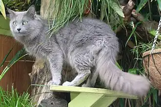 Een Nebelung-kater